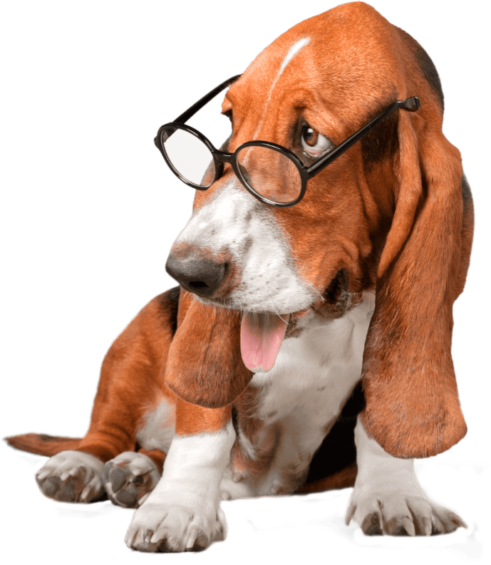 Banner Dúvidas Frequentes Tutor&Pet - Oficial