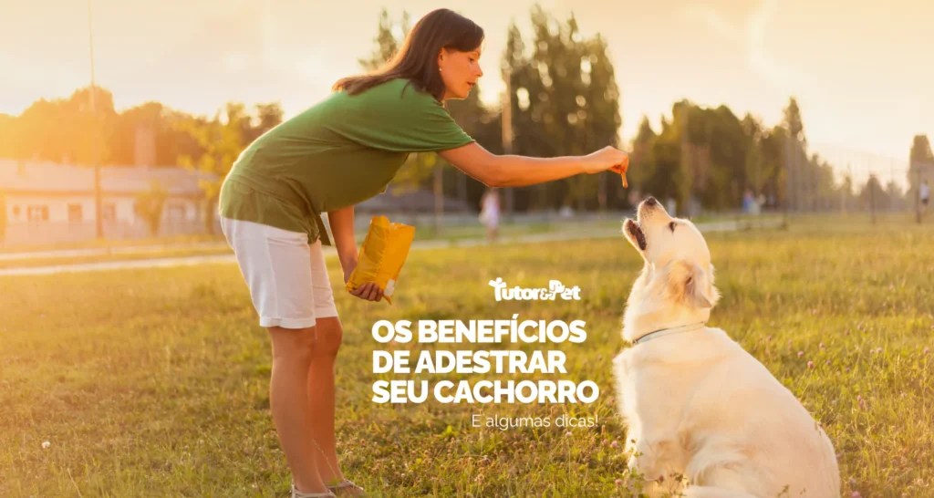 Postagem - Por que adestrar seu cachorro?
